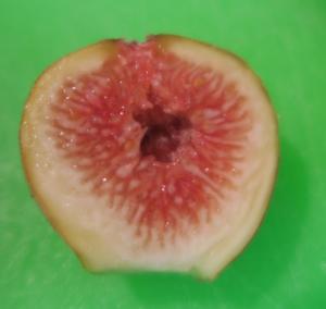 figs aug14 (5)