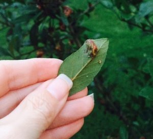 mayhaw with cedar quince rust gall on leaf
