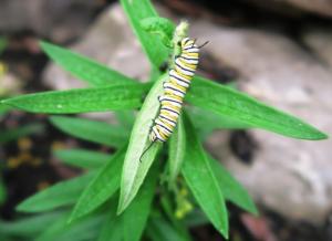 monarchl caterpillar on butterfly weed.aug8.16 garvan2