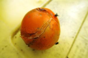 tomatoes cracking aug15 (3)